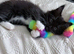 ragdoll / mainecoon kittens
