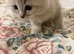 Rare Minks, Solids and traditional Ragdoll kittens