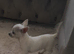 Chihuahua pups