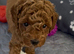 KC Registered Red Toy Poodle Puppies - DNA Health Tested Parents