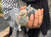 Fan tail breeding pair & 2 babies
