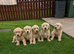 Golden retriever puppies for sale