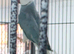 Breeding Pairs of Indian Ringnecks for sale