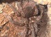 Theraposa Stirmi Juvenile Female