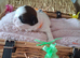 Kc registered shih tzu