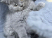 Stunning BSH kittens
