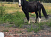 Zorro