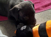 Puppies for sale