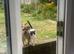 6 month old female puppy