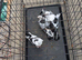 Galati pigeons