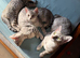 3 adorable Egyptian Mau girls looking for a family