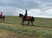 Tommy thoroughbred