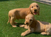 Show cocker puppies