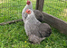 Trio of Pure Bred Silver Partridge Pekin Bantams 12 months old