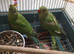 Indian ringneck baby