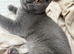 Scottish straight kitten female