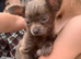 2 male toy chihuahua puppies left ready to leave now