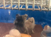 3x 3day old unsexed chicks