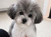 Asian toy poodle party gilr