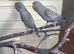 Black face male and female budgie in Dagenham