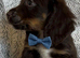 cocker spaniel puppies chocolate&tan