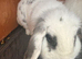 mini lop