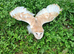 Young barn owls