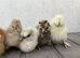 Silkie chicks lots of colours