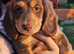 Long haired mini dachshund pups