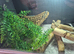 Baby bearded dragons