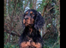 Well bred cocker spaniel pups £500