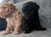 Toy poodle puppy's