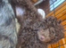 2 stunning cockapoo puppies