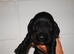 SHOW TYPE cocker puppies