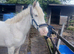 Cob broodmare