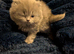 Kittens British Shorthair