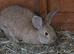 Flemish / continental giant x lop
