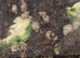 African Giant Land Snail babies