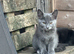 Lovely grey kitten girl