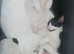 Last female kitten remaining to be rehomed