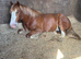 3 year old TGCA Cob gelding unbroken