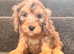 Beautiful puppies