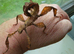 Macleays spectre stick insect large Nymph Male & Females Available