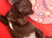 2 beautiful Chihuahua puppies