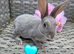 Mini rex babies available now