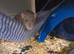 3 male rats dad and 2 sons