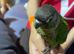 Hand reared tame conure baby