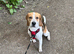 Playful loving Male Beagle for Adoption