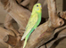 Baby Love birds,3