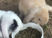 12 week old mini lop doe